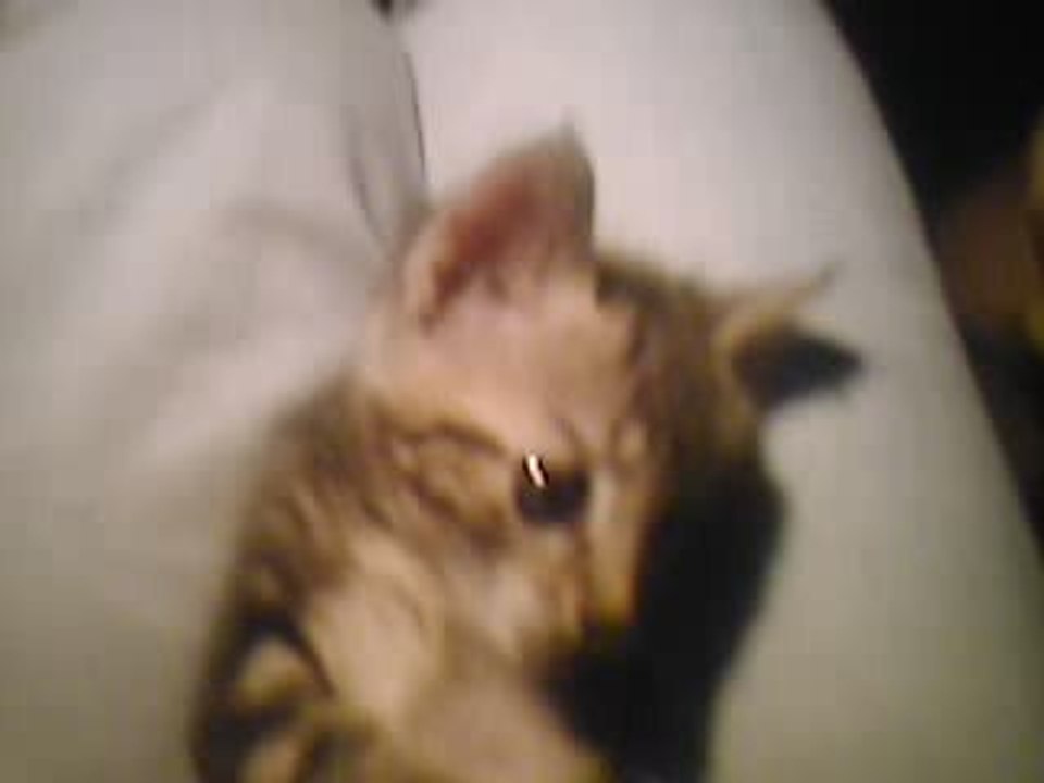 Kitty chaton