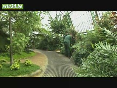 Actu24 - Visite des serres Royales de Laeken