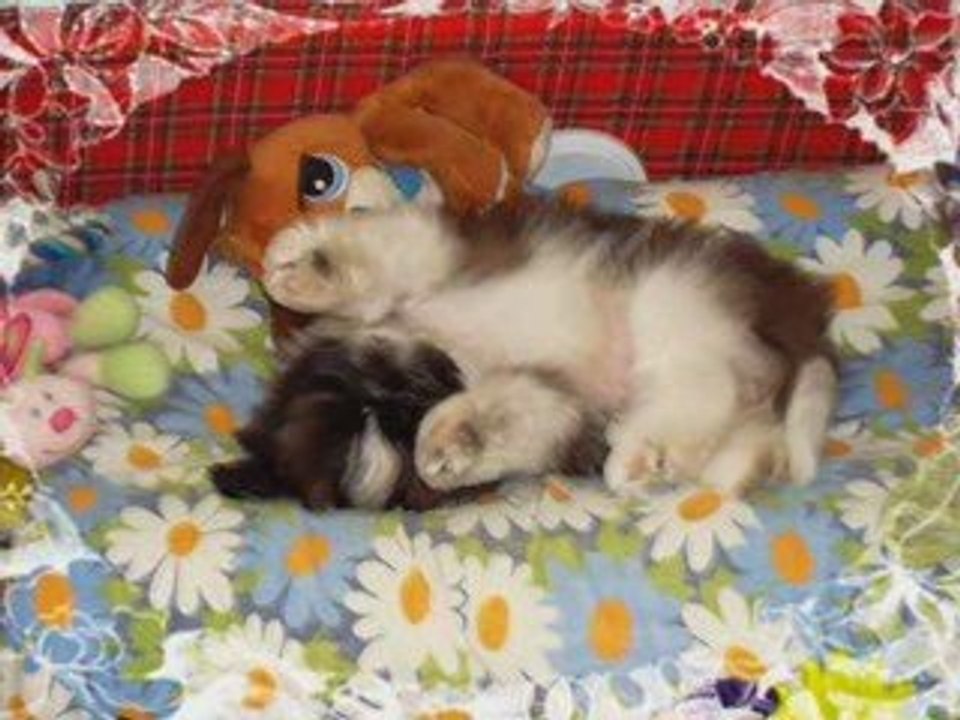 KALINE MA PTITE PUCE