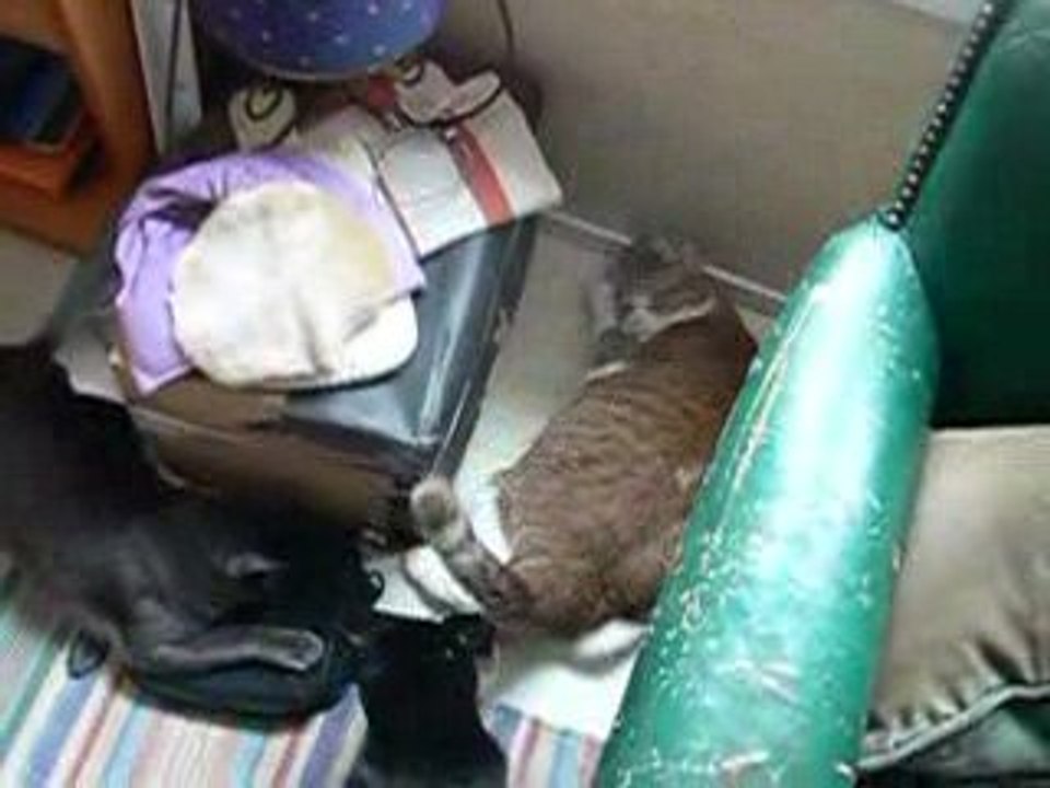 Virgule, Folio, Aramis et la menthe à chat