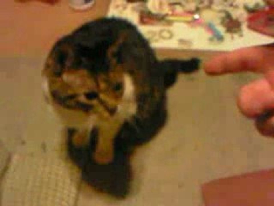 Comment tuer un chat