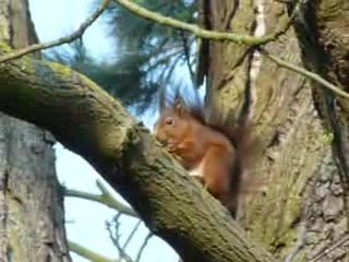Ecureuil roux mangeant une noix