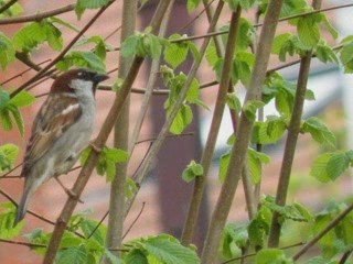 Quelques oiseaux du jardin