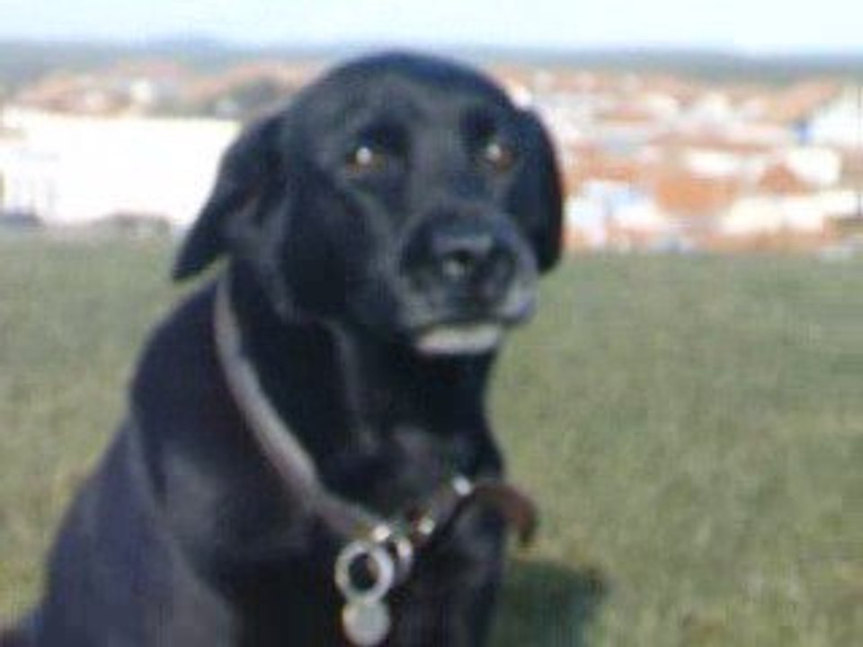 Listie