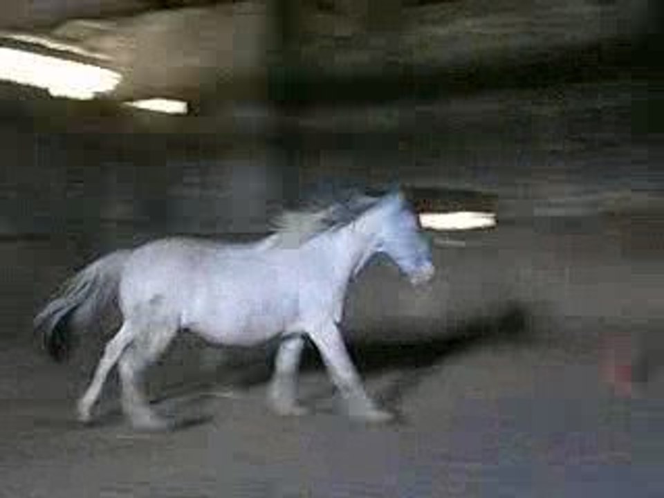Saphir qui se défoule dans le manège
