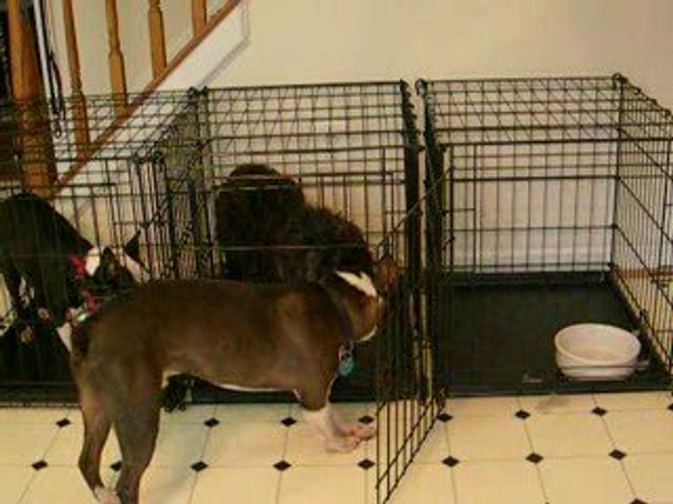 Prison Break version canine