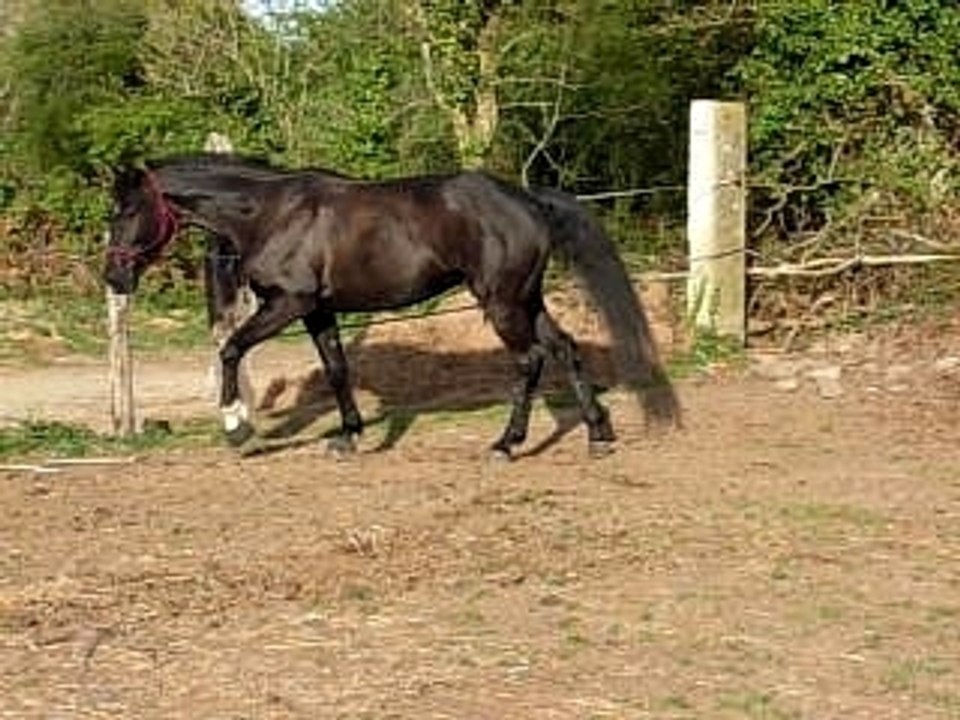 Isogalop1