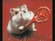 Humour hamster - Google Video