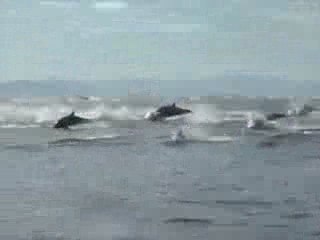 Whales are jumping - Balinalar