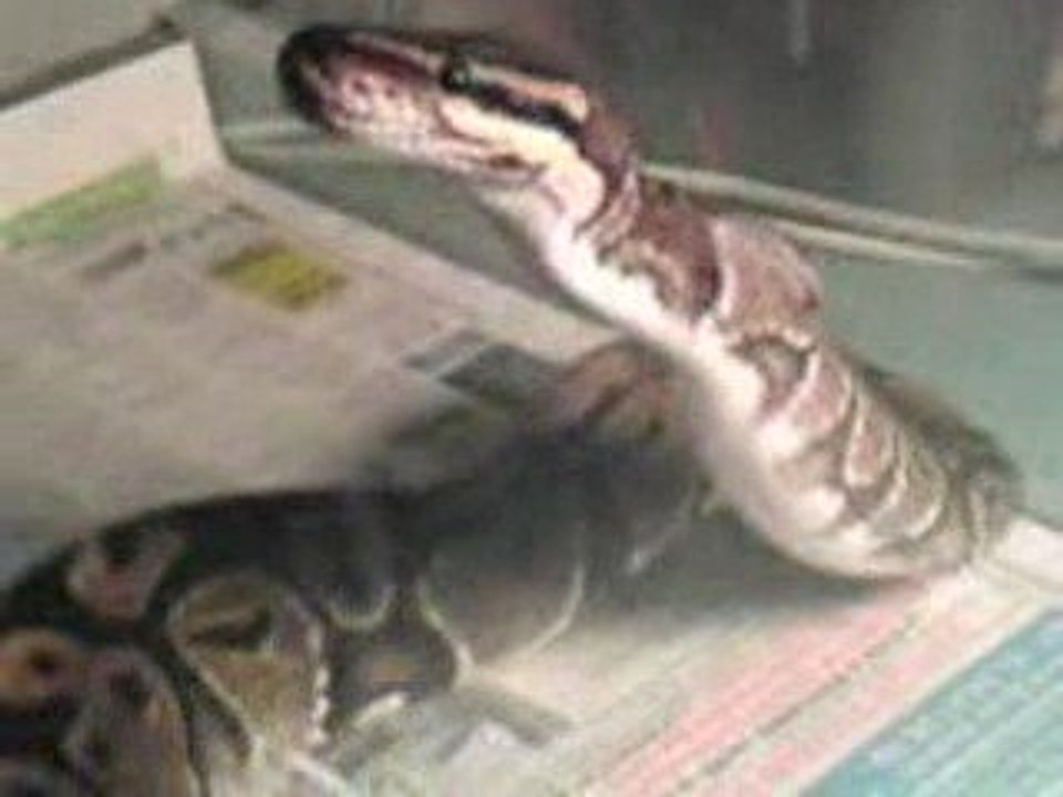 Python Regius mangeant une souris