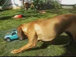 Rhodesian ridgeback playtime - ataca um carro