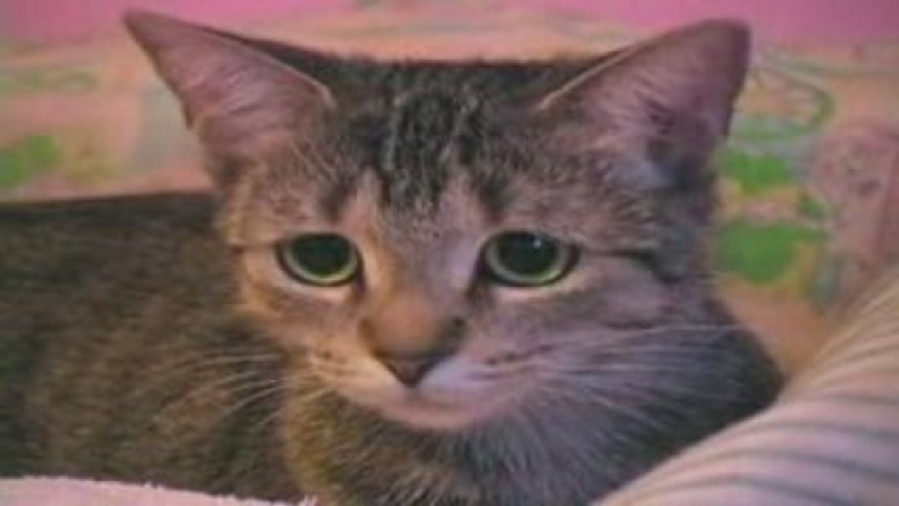 Tora 虎