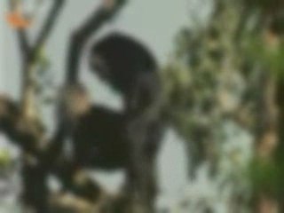 Doublage animalier - Mdame Macak chez le dentiste