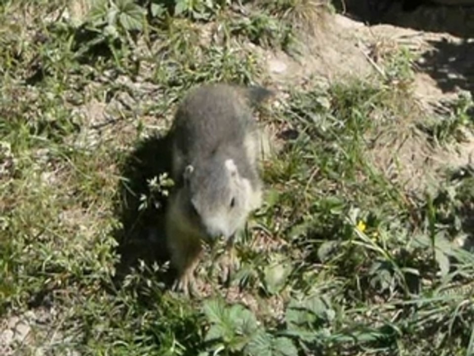 Sortie timide du marmotton