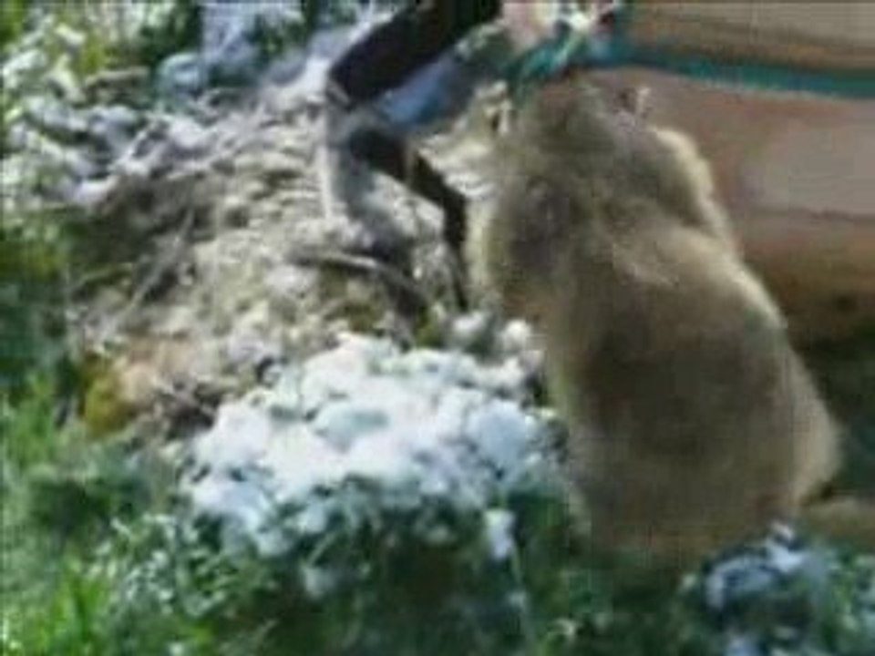 La marmotte qui fouille le sac à dos