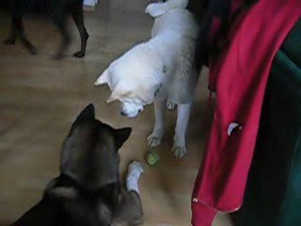 Sanka at meiho et channa