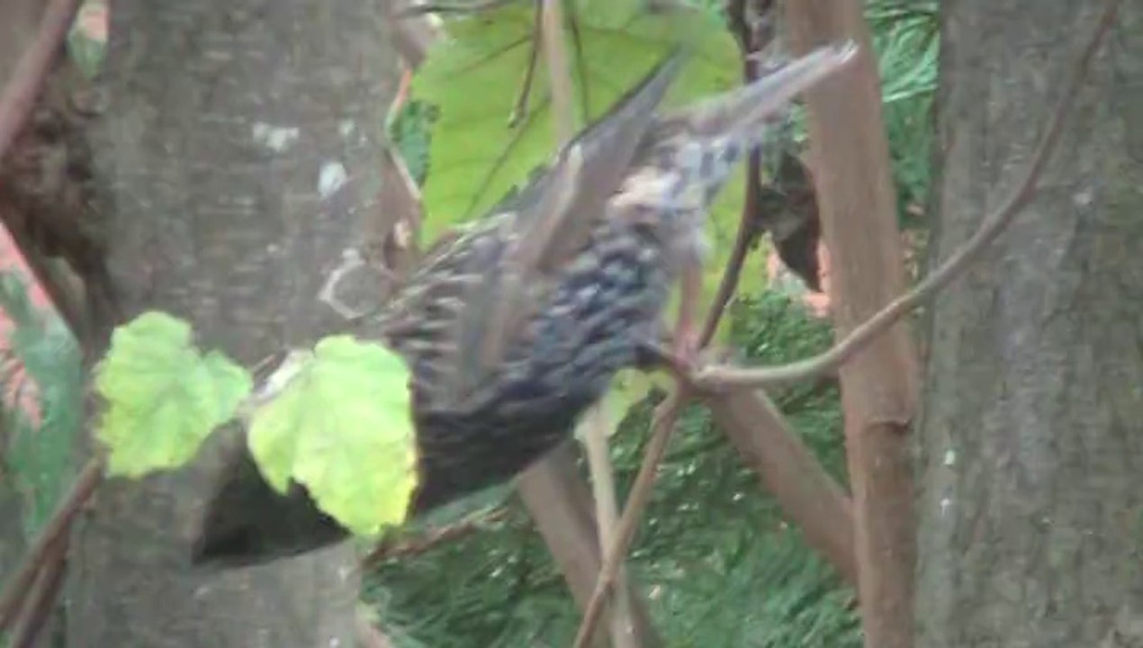 Beaux oiseaux en automne