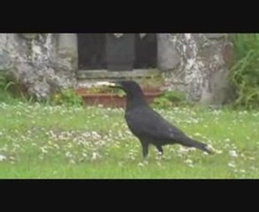 danse du corbeau or raven