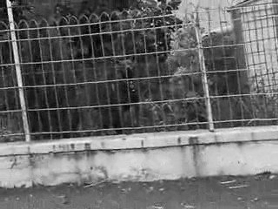 Alex'nouille et BeN ayan la flip d'un...chien(enfin...)
