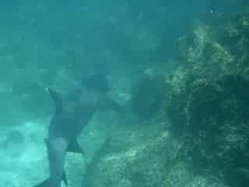 Requins Galapagos