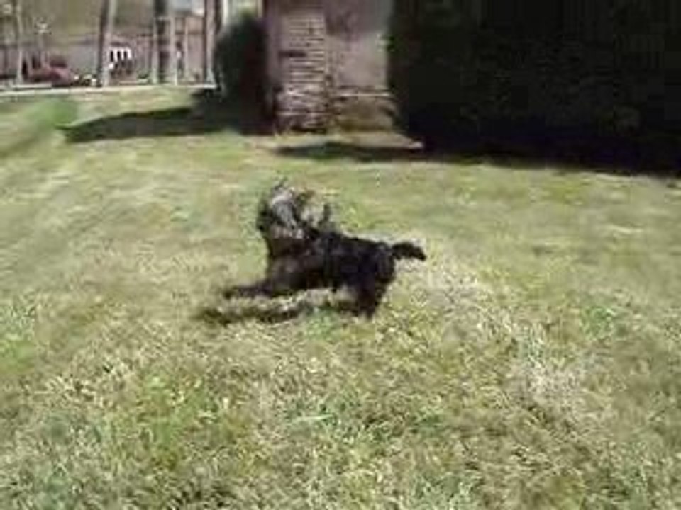 ELDORADO et EXCLUSIVE EGERIE