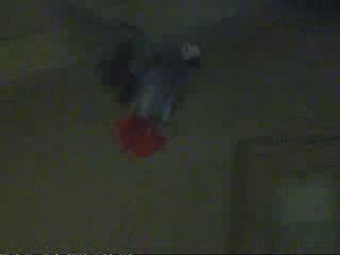 Bibiche perroquet Gris du Gabon joue