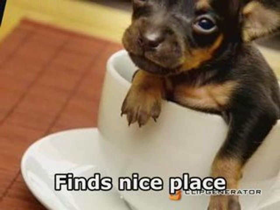 Dogs Home