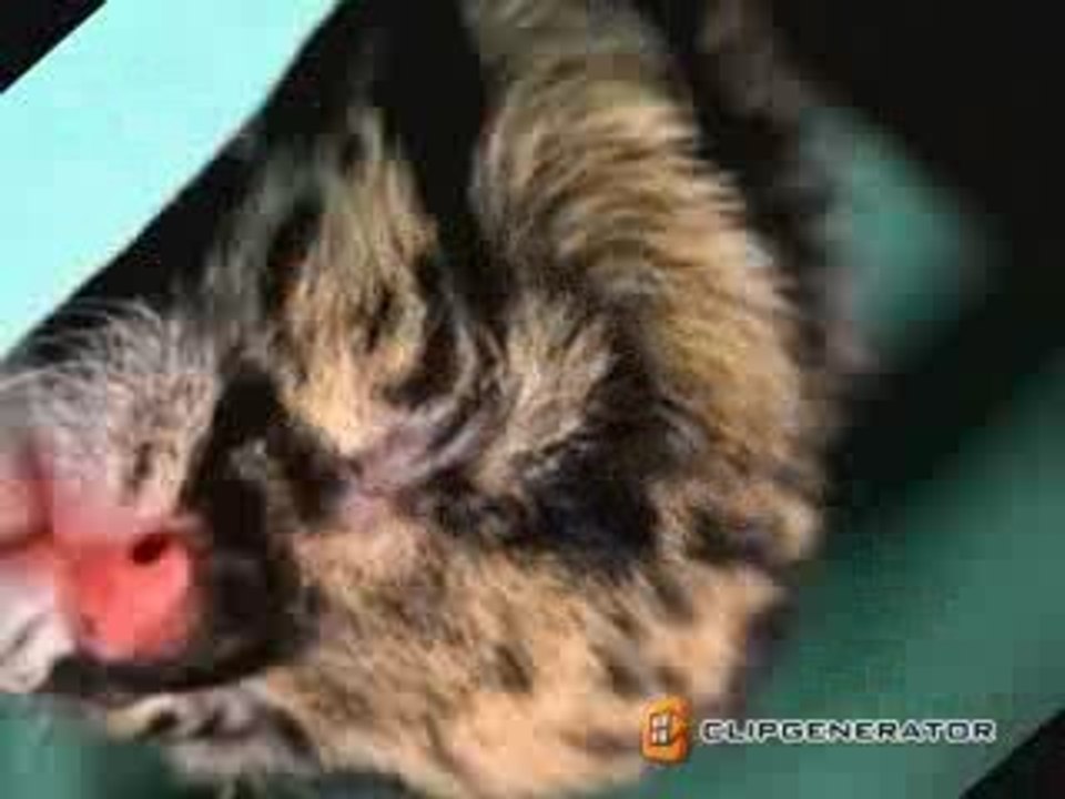 Leopard Baby