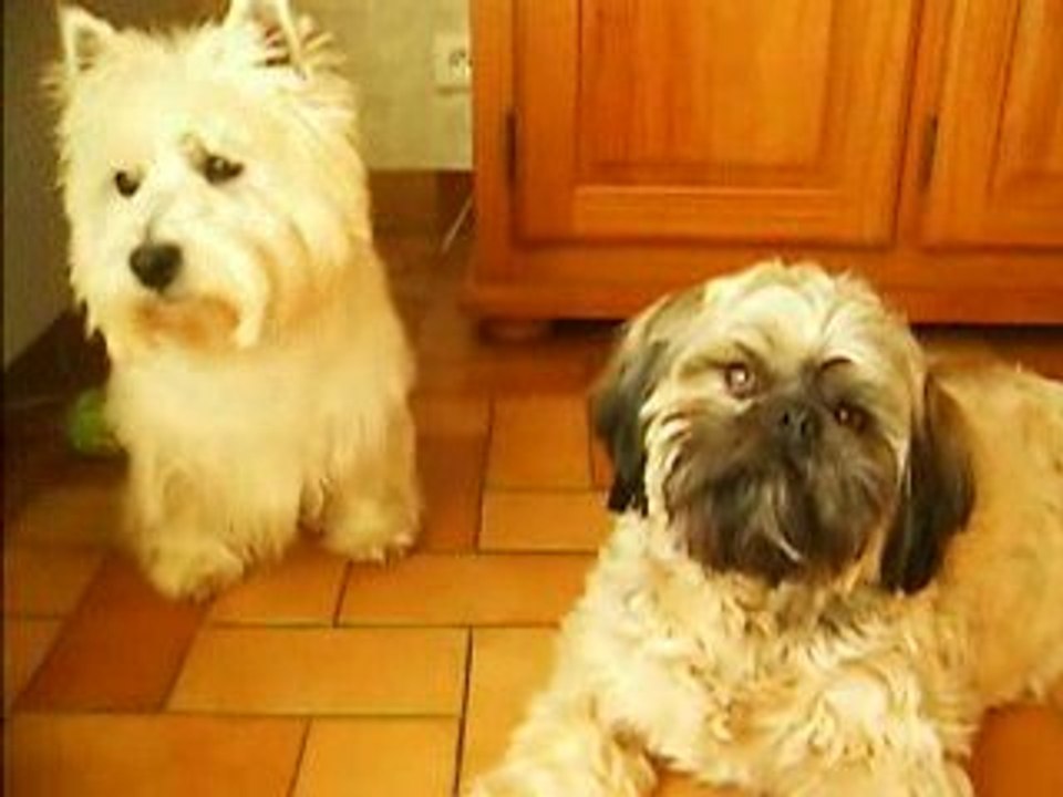 dernières recommandations