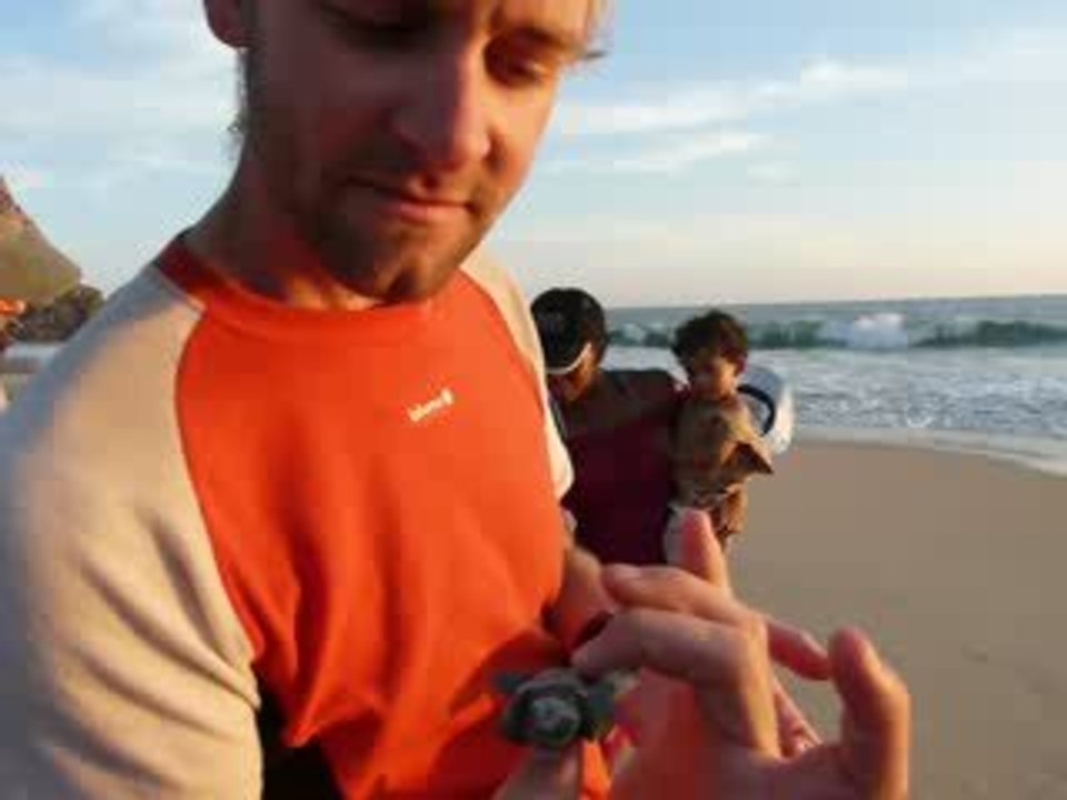 Elle est pas belle la tortue