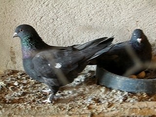 Nevşehirli İlhan: Local Insights - thumbnail