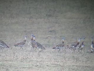 Great Bustards