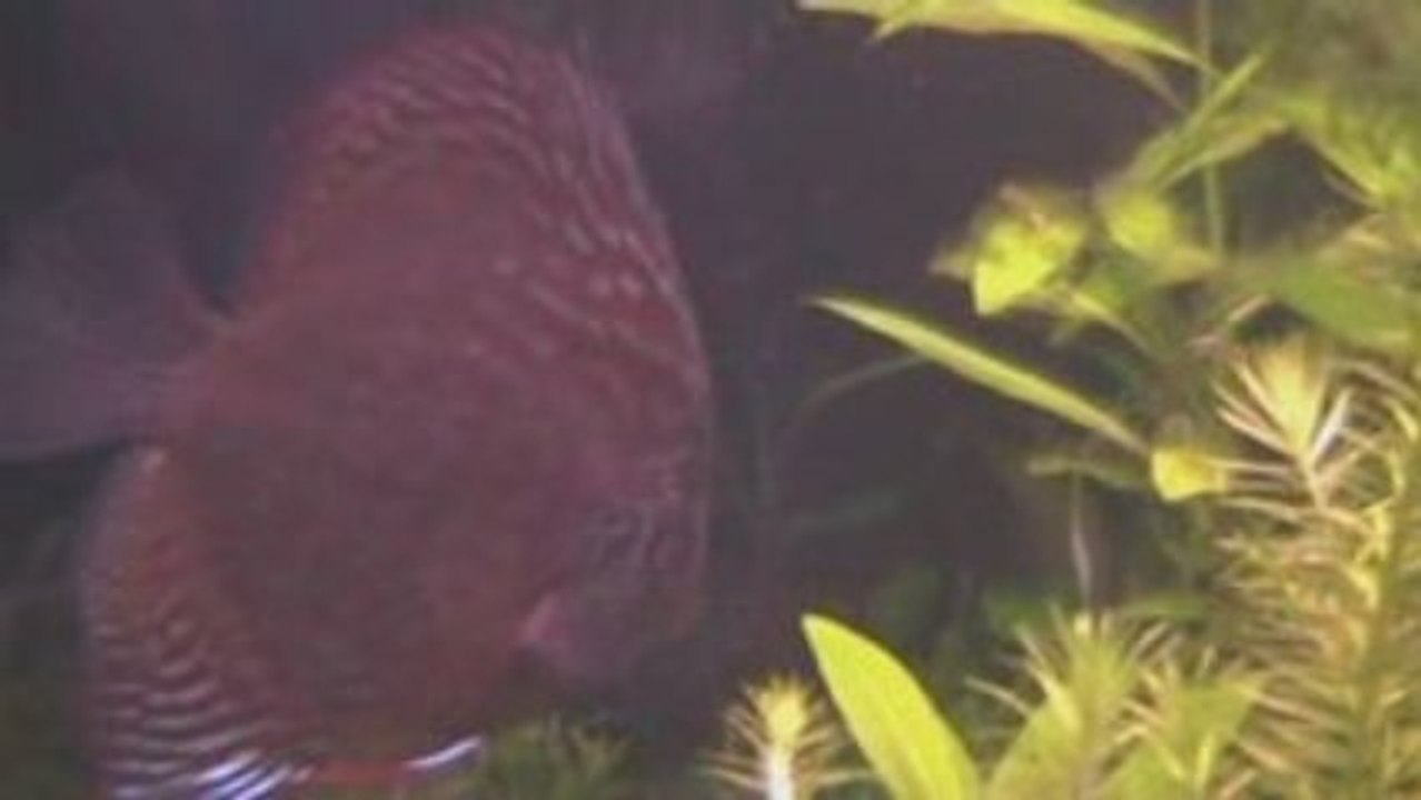 Poisson2