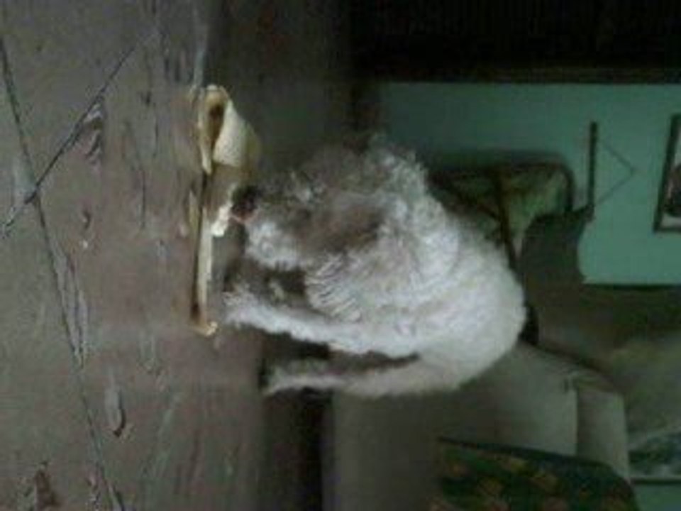 Perro frutero
