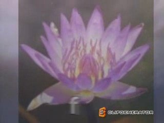 Fine flowers