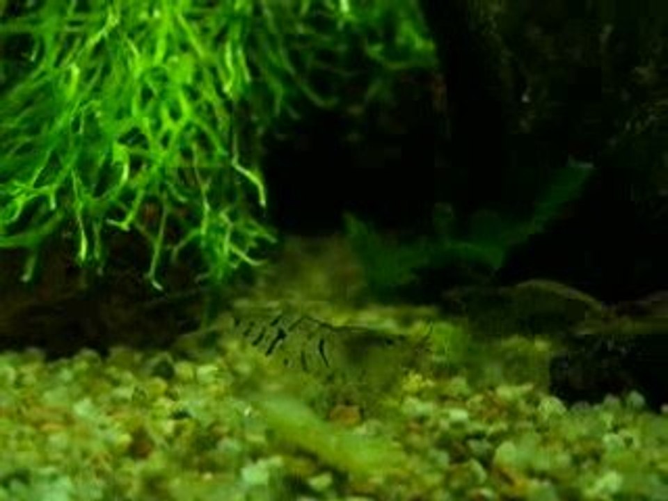 cantonenesis vs heteropoda 2