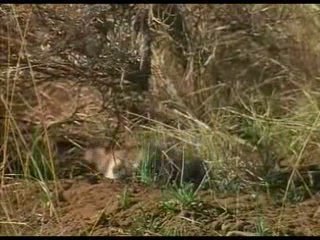 Les bébés animaux (3/3)