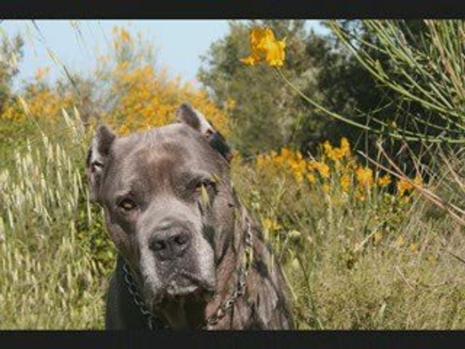 Mon Cane Corso Gordon