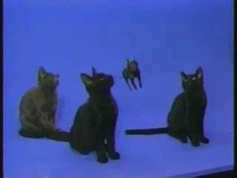 CAT § DOG MUZIK CLIP JINGLE CHAT CHIEN HIT REMIX HUMOUR HIT