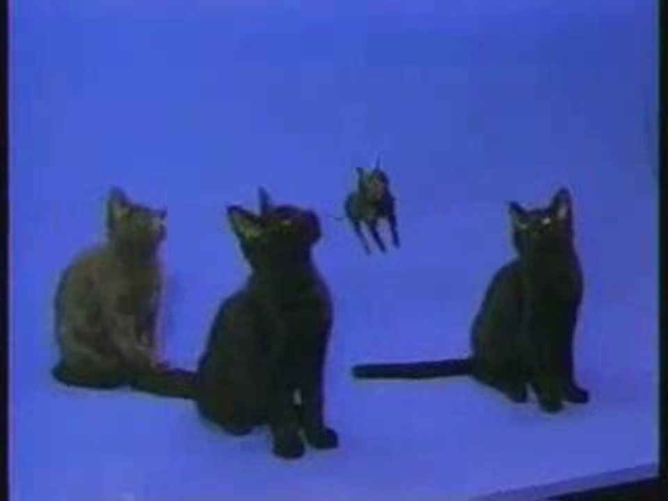 CAT § DOG MUZIK CLIP JINGLE CHAT CHIEN HIT REMIX HUMOUR HIT