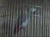 Bibiche perroquet Gris du Gabon parle