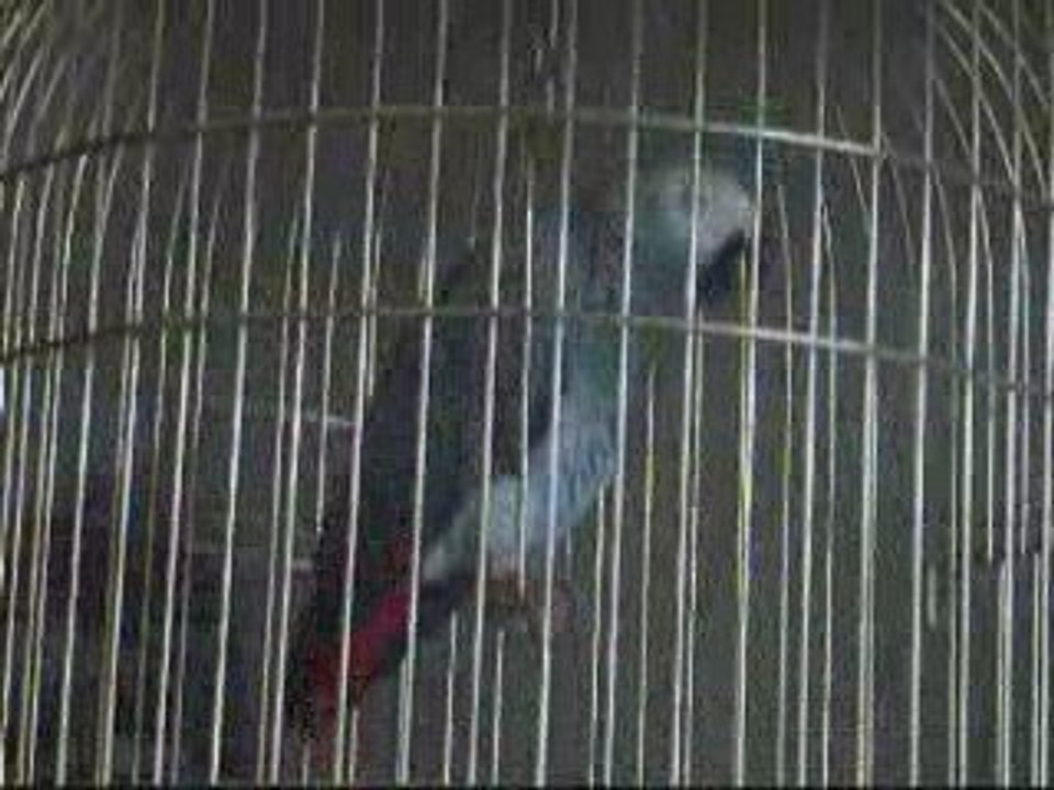 Bibiche perroquet Gris du Gabon parle