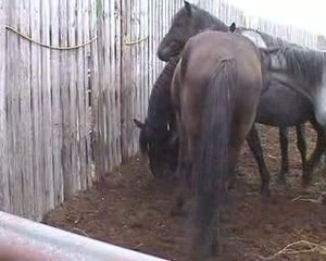 Nokota studs at Kuntz Ranch