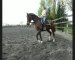 trot, reculers, galop, appuyers...