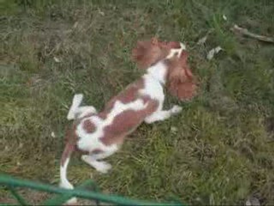 Ladie