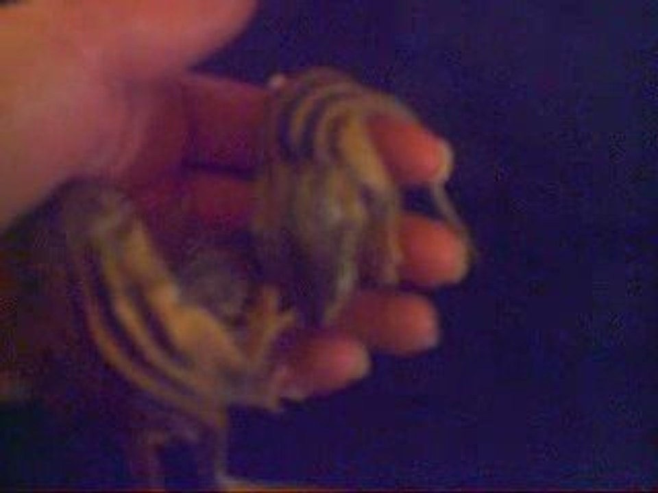 Nos 3 bébés écureuils