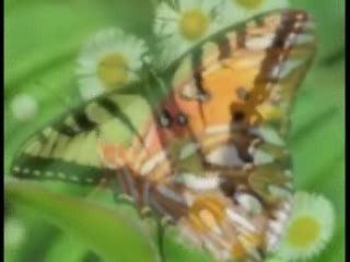 Las Mariposas