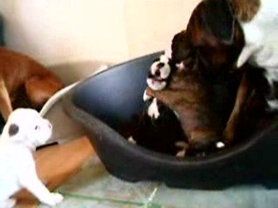 VIDEO les 3 jouent salon le 19 avril 2009