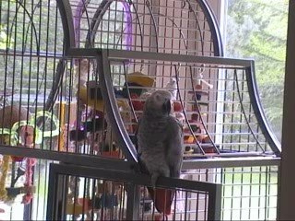 Tsuki dispute Tara le chat