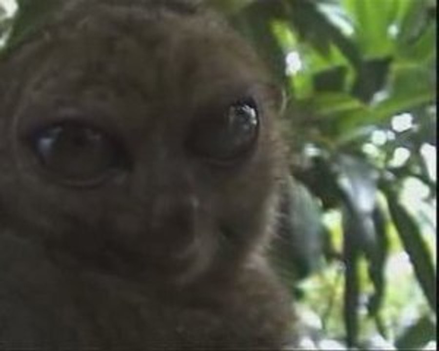 Grands yeux d'un Maki (mauvais trip !!! lol !!!)